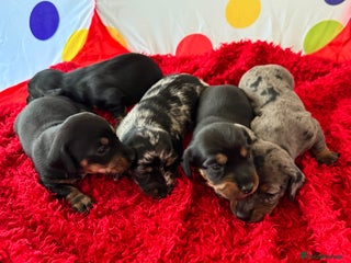 Miniature Dachshund dogs - Advert 3