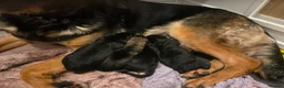 German Shepherd dogs for sale: German shepherd puppy's  - Advert 7