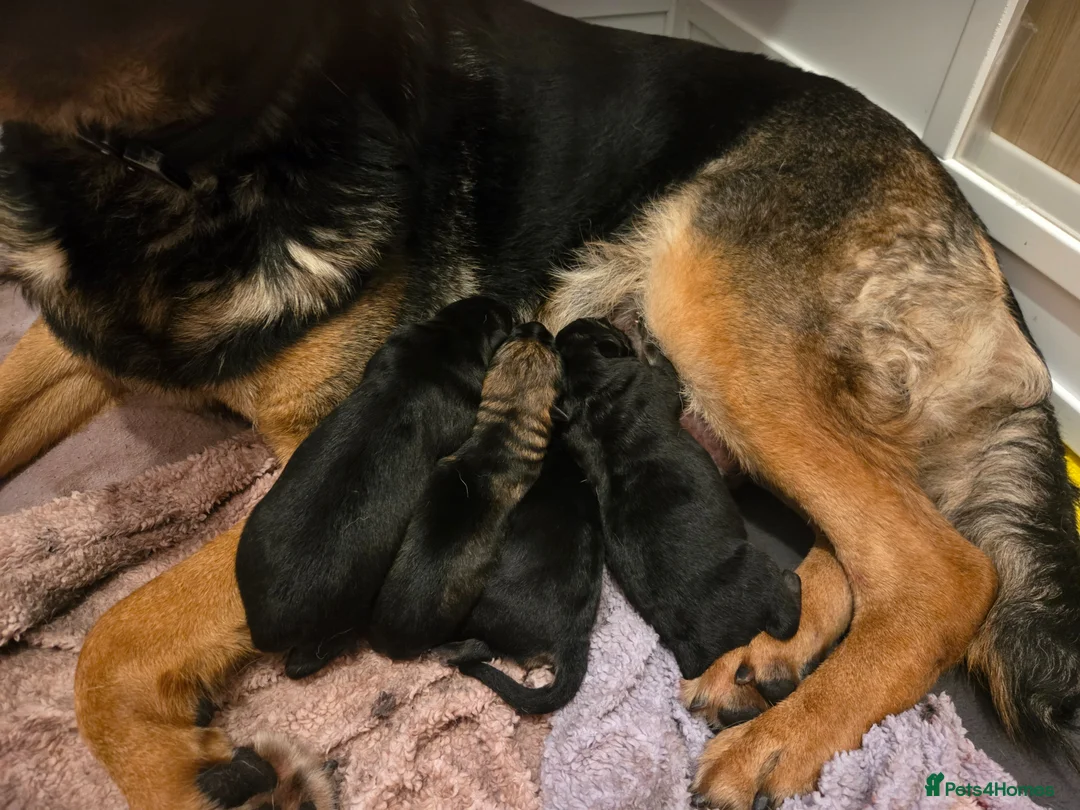 German Shepherd dogs for sale: German shepherd puppy's  - Advert 7