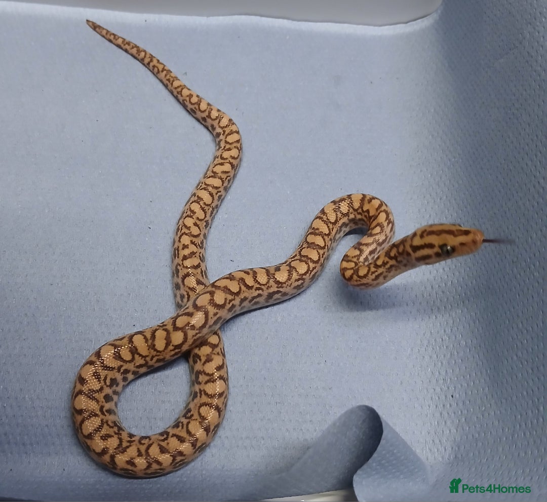 Snake reptiles for sale: Brazilian Rainbow Boa Het T+Albino - Image 1