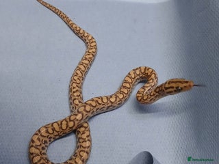 Snake reptiles - Advert 6