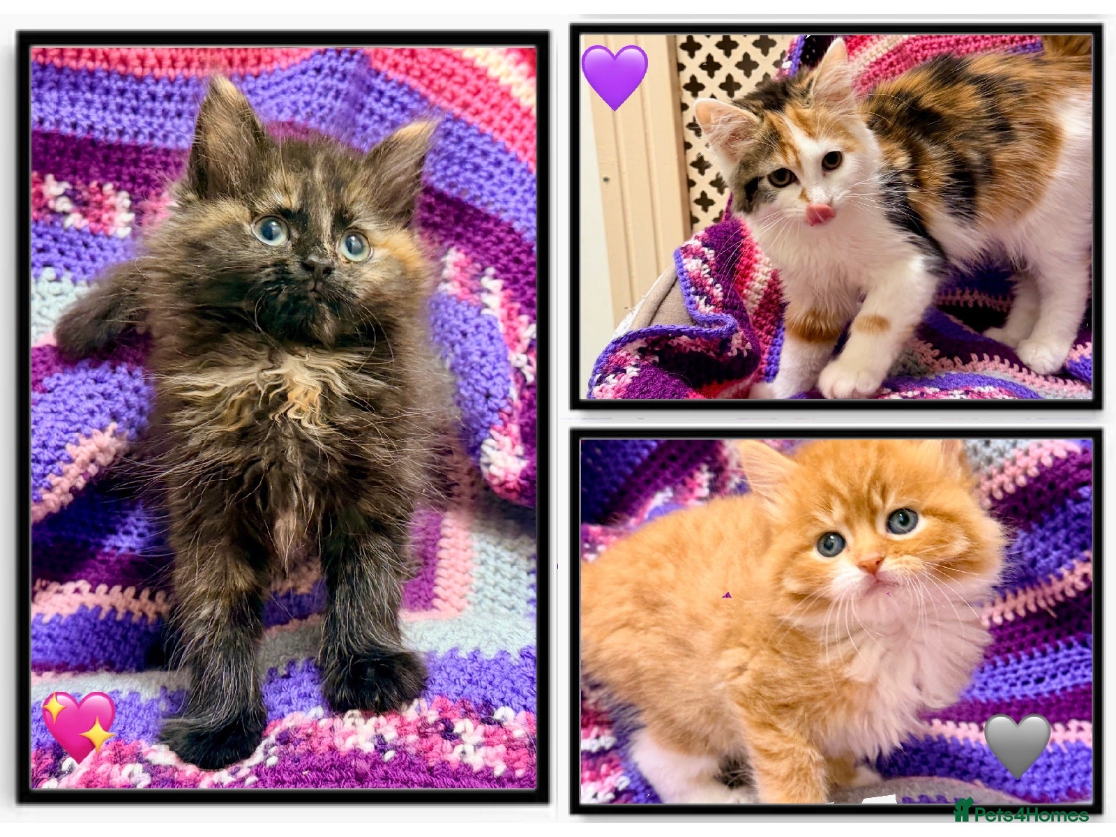Maine Coon cats for sale: 💖 MAINE COON X RAGDOLL *PARENTS HEALTH TESTED* 💖 - Advert 1