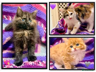 Maine Coon cats for sale: 💖 MAINE COON X RAGDOLL *PARENTS HEALTH TESTED* 💖 - Advert 1