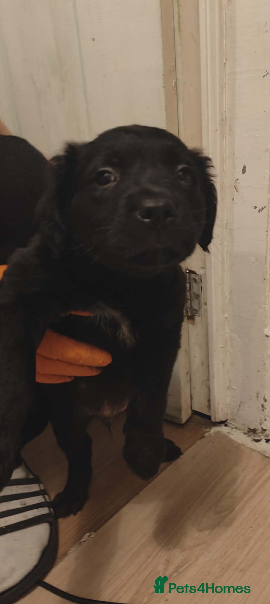 Staffordshire Bull Terrier dogs for sale: Beautiful stunning staffy puppies READY To go !!! - Advert 3