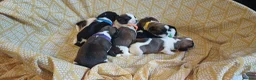 Mixed Breed dogs for sale: Puppies for sale male female small breed boy girl  - Advert 1