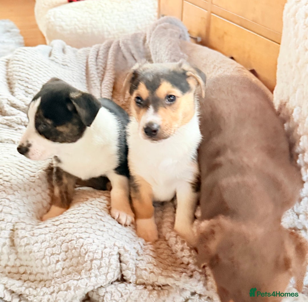 Mixed Breed dogs for sale: Cheeky trio looking for forever homes  - Advert 8