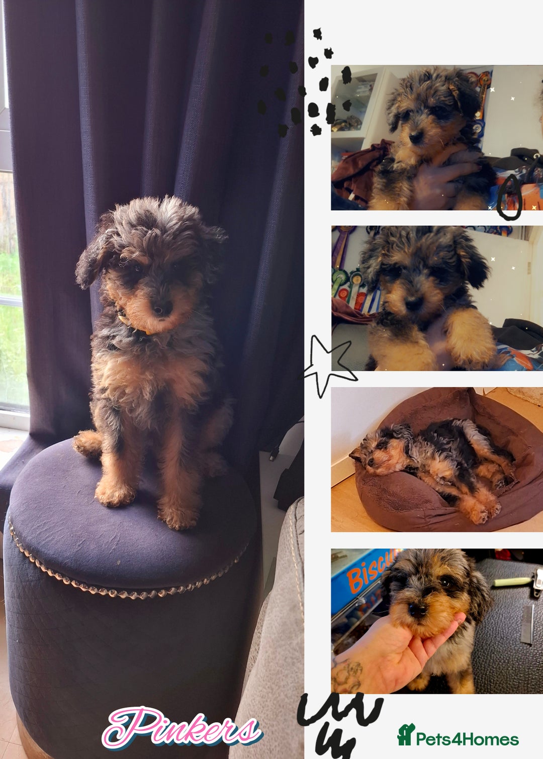 Mixed Breed dogs for sale: F1b health tested Rottiepoo puppies - Advert 28