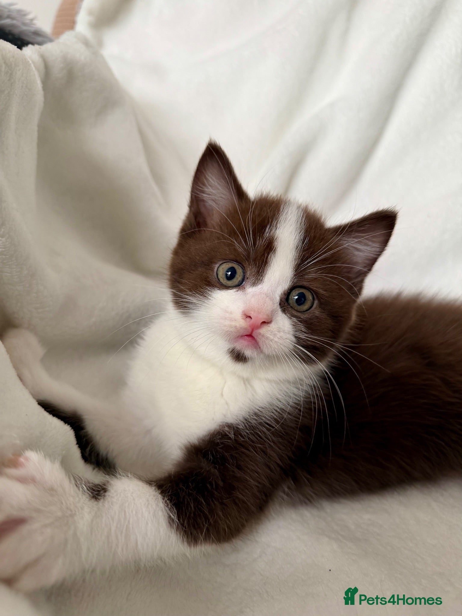 Scottish Fold cats Stunning Chocolate & White Scottish Kitten  - Advert 10