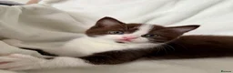 Scottish Fold cats for sale: Stunning Chocolate & White Scottish Kitten  in London - Advert 1