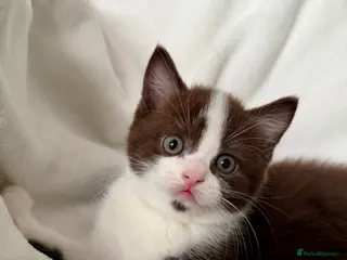 Scottish Fold cats Stunning Chocolate & White Scottish Kitten - Advert 2