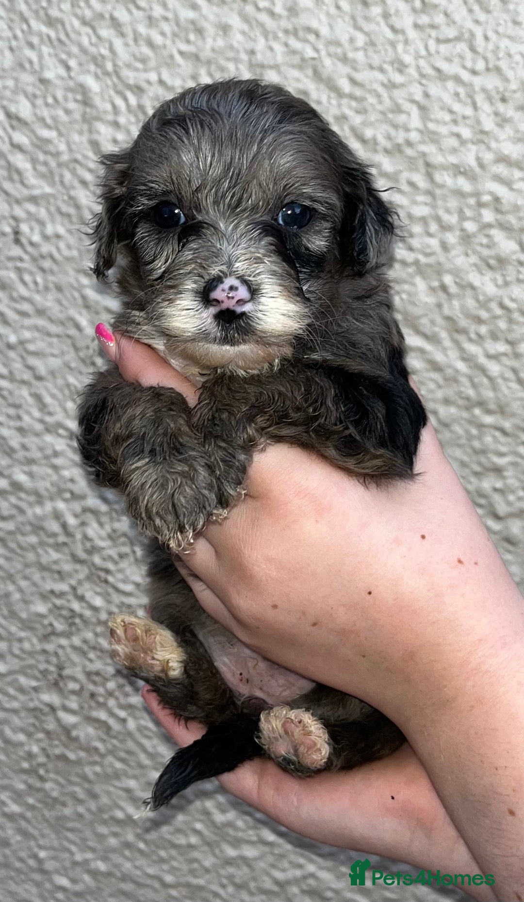 Cockapoo dogs for sale: Stunning F1b Cockapoo puppy’s  - Image 20