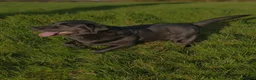 Labrador Retriever dogs for sale: KC Labrador puppies (Silver & Charcoal)  - Advert 20