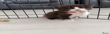 Kitten 5 red collar