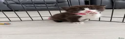 Persian cats for sale: Half Persian Kittens - Advert 18
