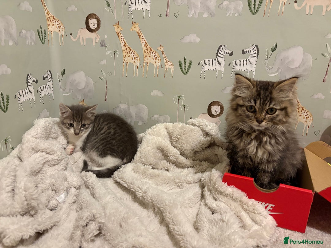 Domestic Shorthair cats for sale: Bueno & Oreo  - Advert 2