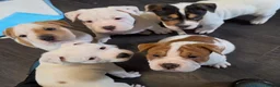 Mixed Breed dogs for sale: Shar pei mix puppys  in Birmingham - Advert 18