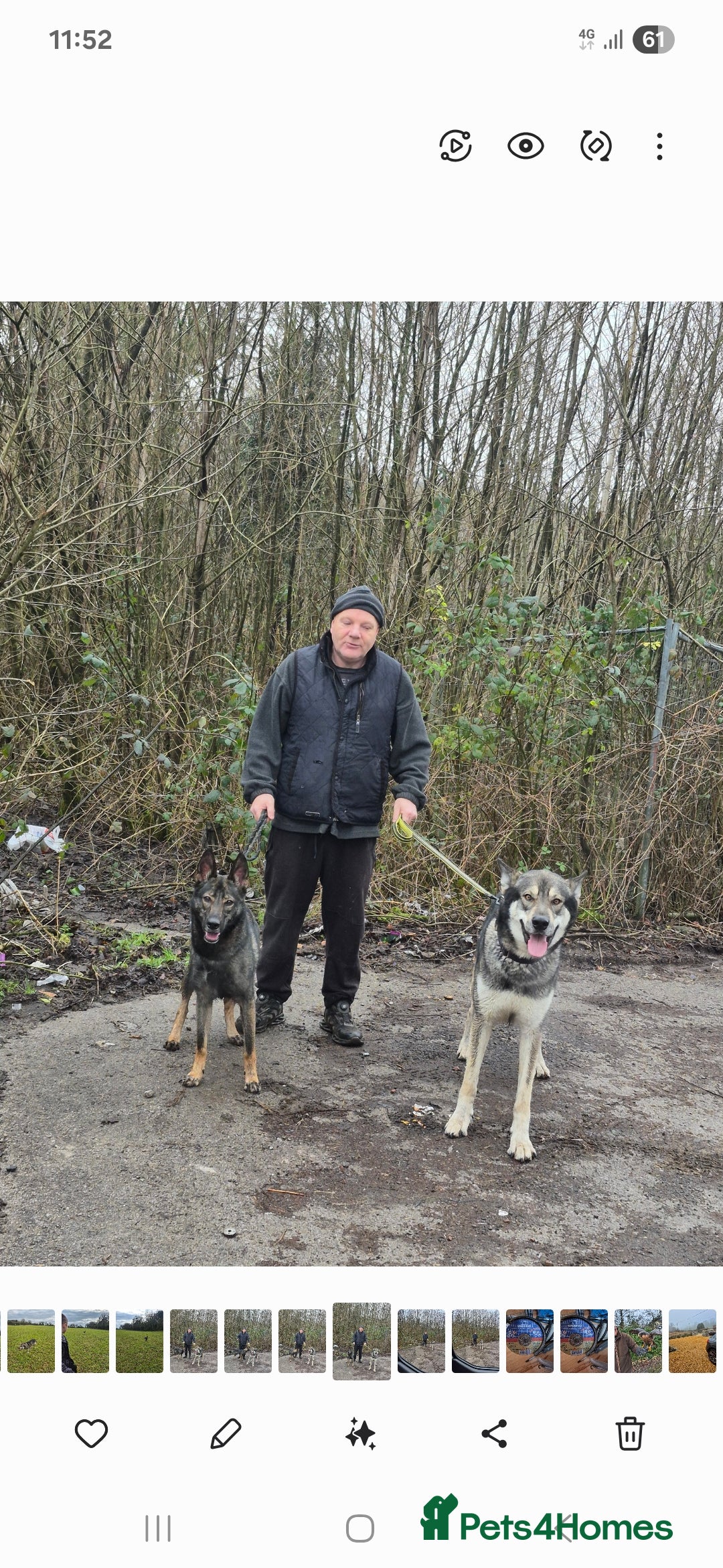 Mixed Breed dogs for sale: Wolf puppys for sale  - Advert 4