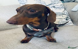Miniature Dachshund dogs for stud: Stud Available Miniature Dachshund Chocolate & Tan - Image 5