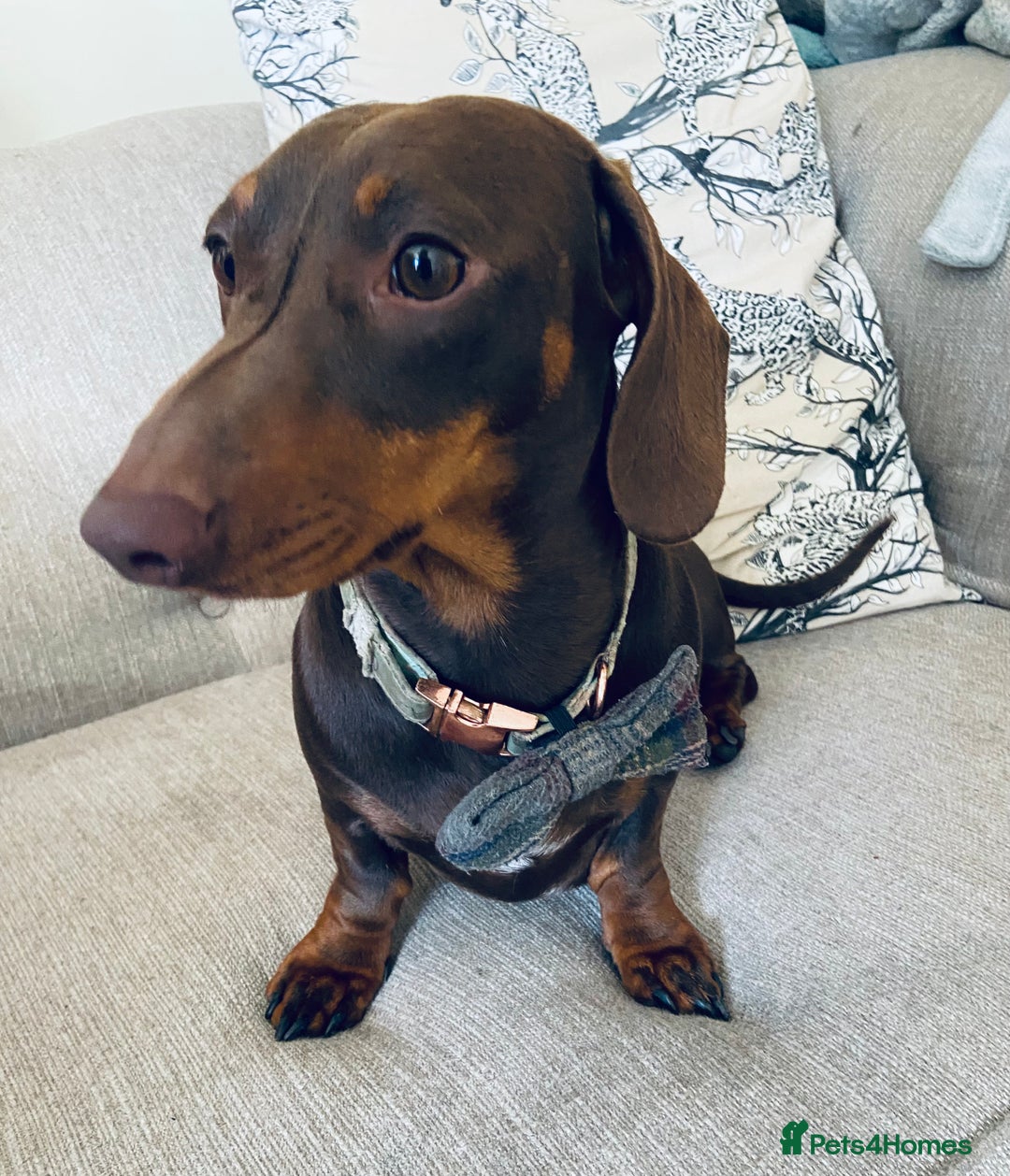 Miniature Dachshund dogs for stud: Stud Available Miniature Dachshund Chocolate & Tan - Image 5