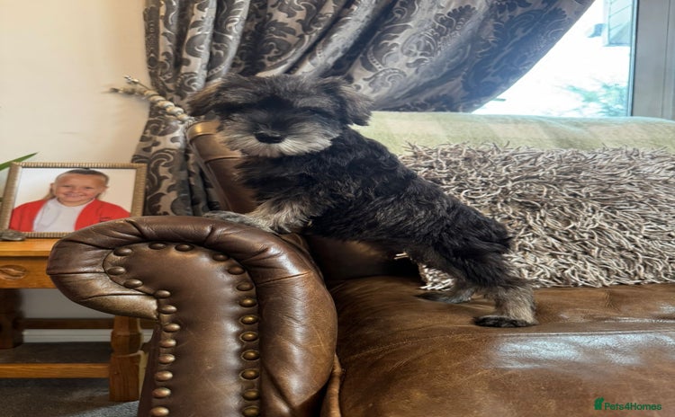 Miniature Schnauzer dogs - Advert 1