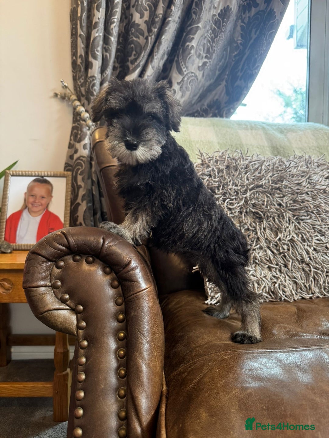 Miniature Schnauzer dogs for sale: Miniature Schnauzer Puppies  - Image 1