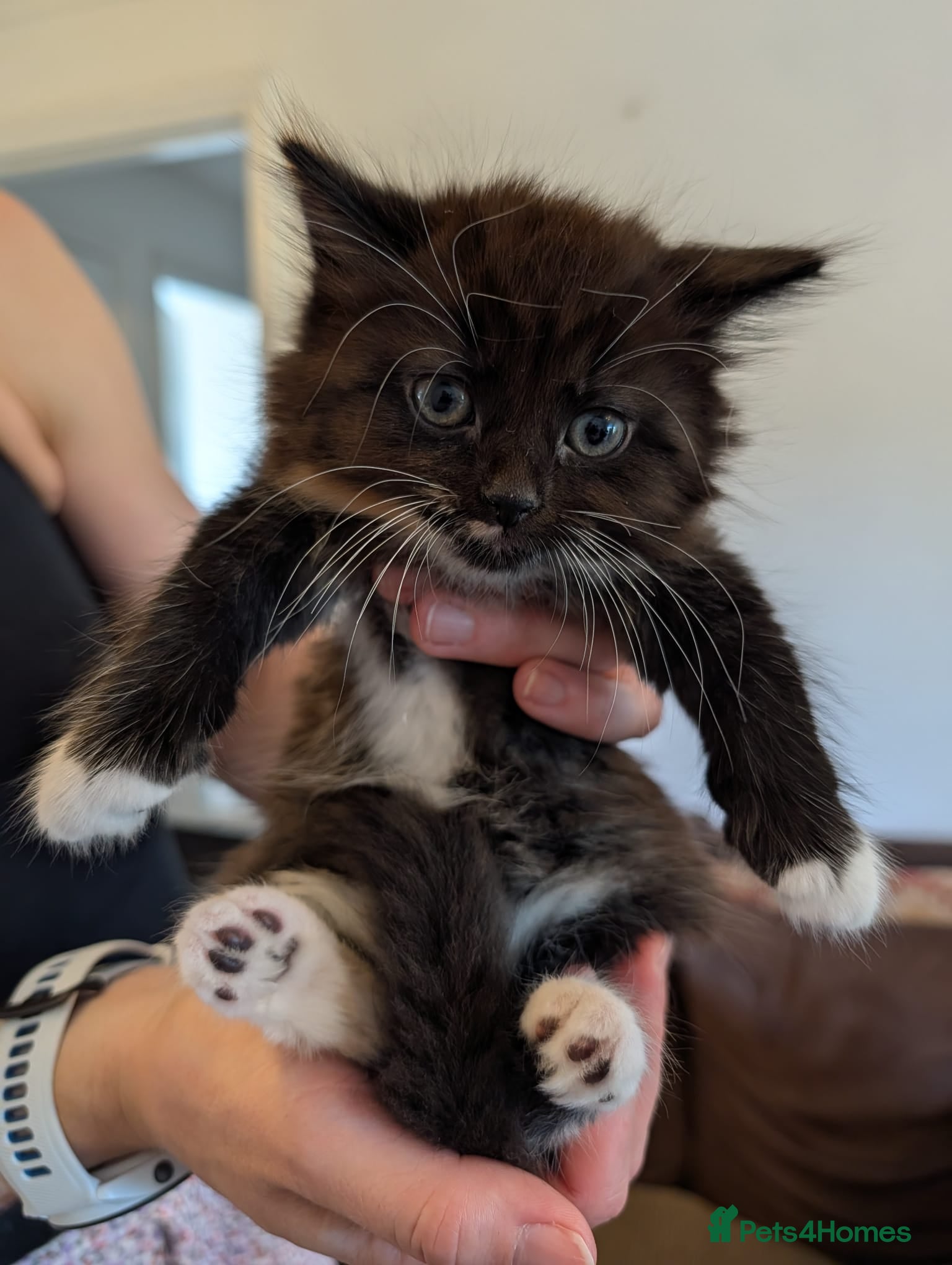 Mixed Breed cats Beutiful Mixed Breed Kittens - Advert 1