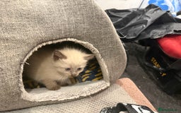Brazilian Shorthair cats for sale: Boy and girl - Image 4