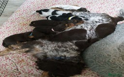 Cocker Spaniel dogs for sale: 1 beautiful roan cocker spaniel left ready   - Advert 2