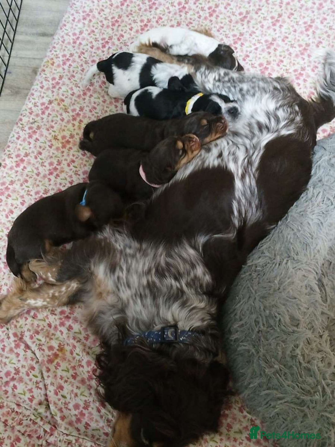 Cocker Spaniel dogs for sale: 1 beautiful roan cocker spaniel left ready   - Advert 2