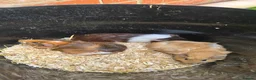 Guinea Pig rodents for sale: Baby Guinea.\nPigs - Advert 3