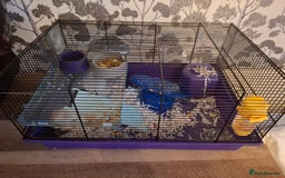 Hamster rodents for sale: Syrian hamster - Image 2