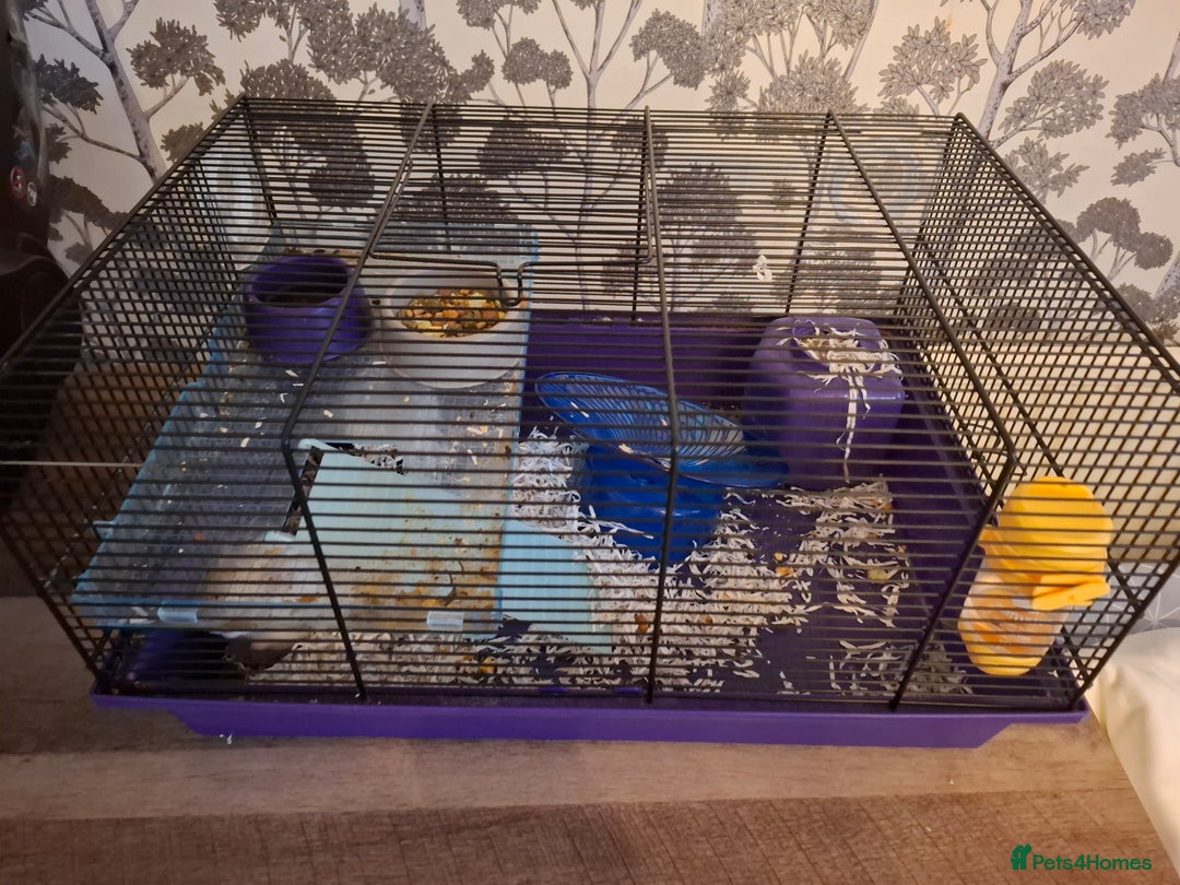 Hamster rodents for sale: Syrian hamster - Image 2