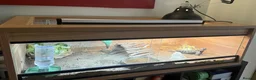 Tortoise reptiles for sale: Horsfield Tortoise with Complete Vivarium Setup - Advert 3