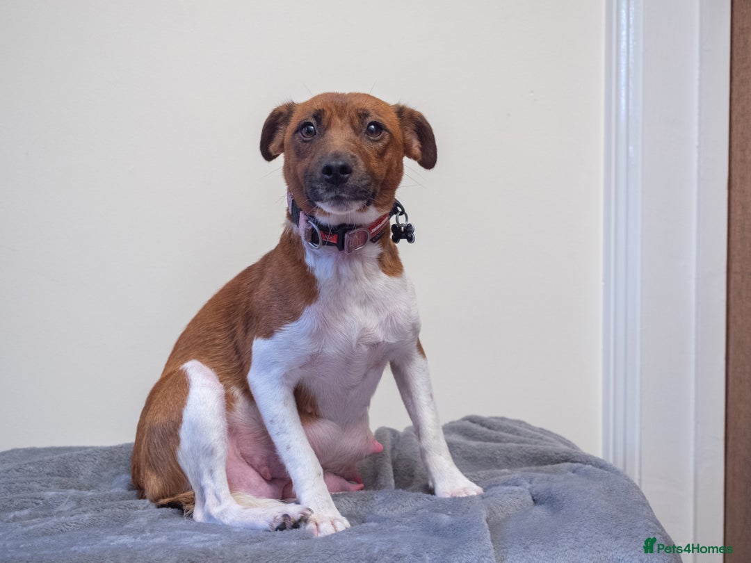 Plummer Terrier dogs for sale: Lovely Plummer Pupps - Advert 4