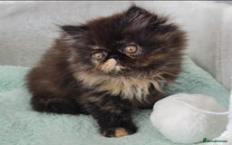 Persian cats for sale: Beautiful kittens looking for loving homes!!! in Stanford-le-Hope - Image 5