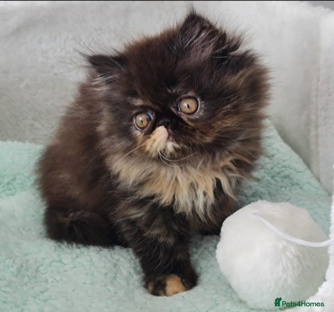 Persian cats for sale: Beautiful kittens looking for loving homes!!! in Stanford-le-Hope - Image 5