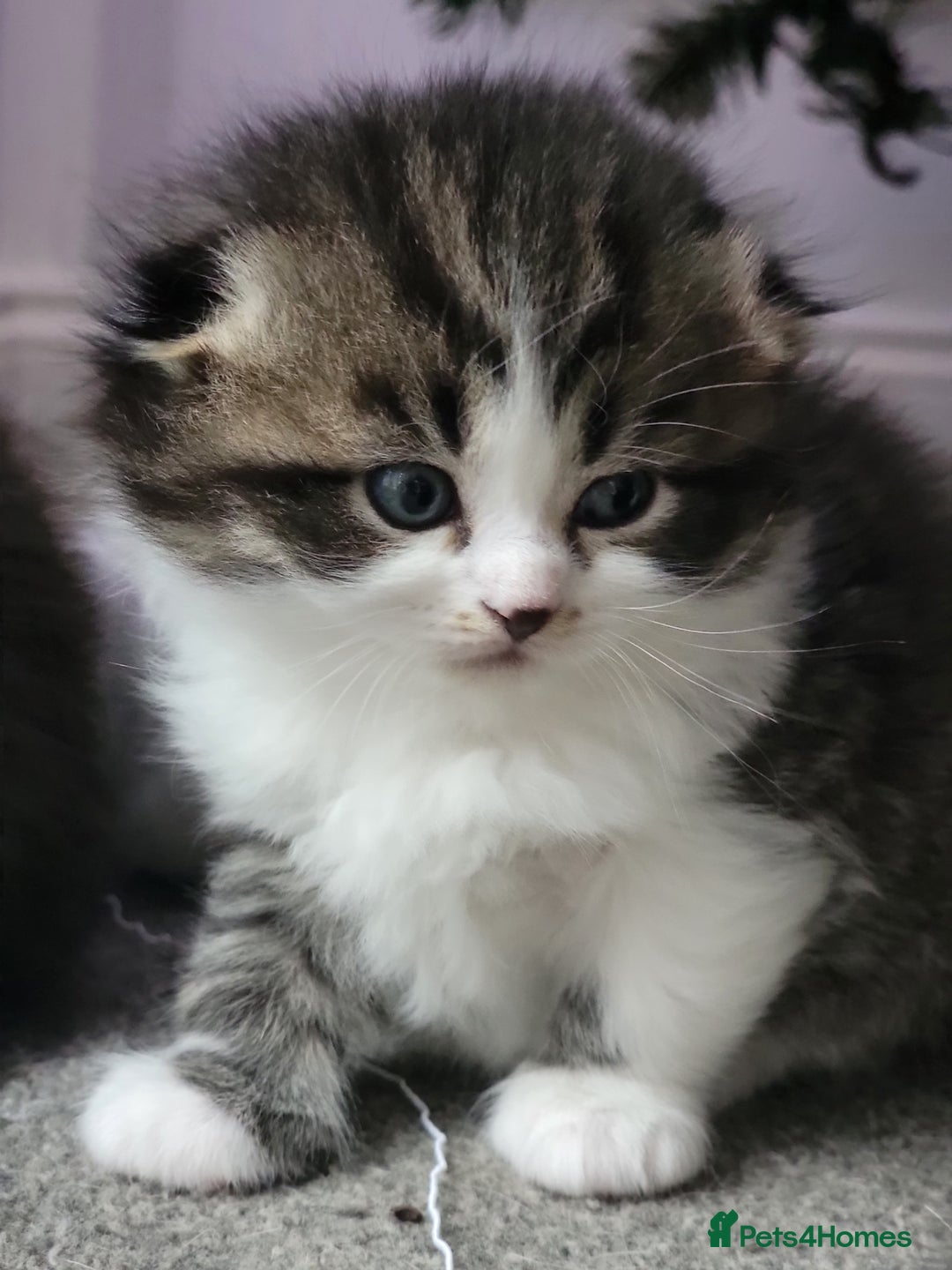 Scottish Fold cats for sale: Scottish fold - Advert 5