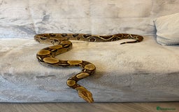 Boa Snake reptiles for sale: Baby Boa Constrictor  - Image 6