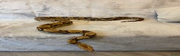Boa Snake reptiles for sale: Baby Boa Constrictor  - Advert 6