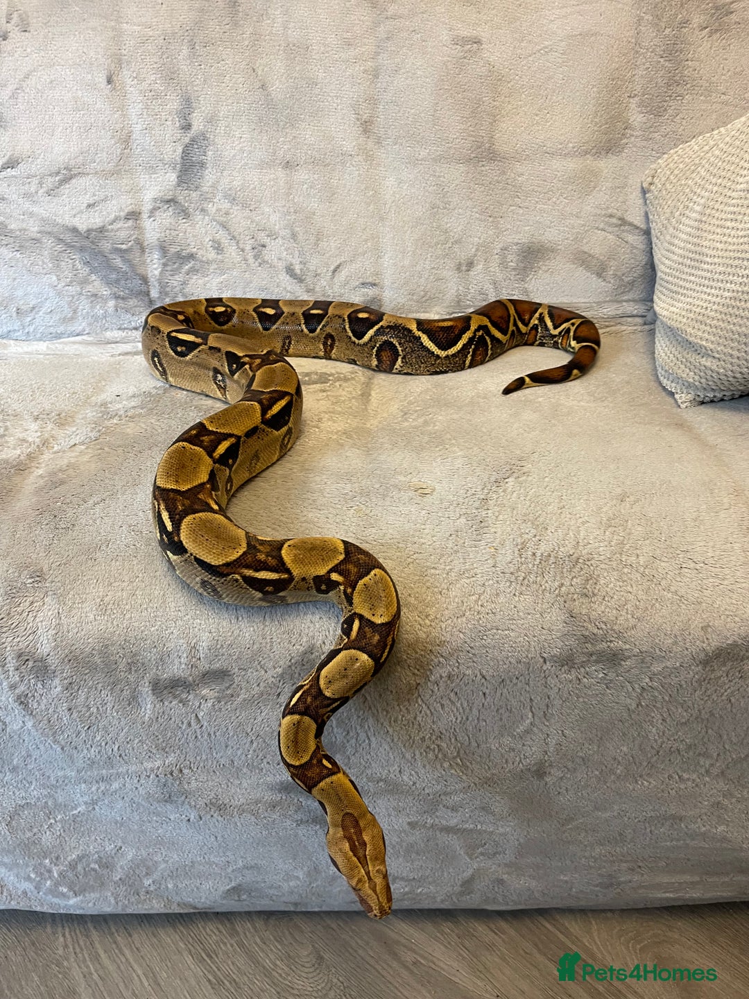 Boa Snake reptiles for sale: Baby Boa Constrictor  - Image 6