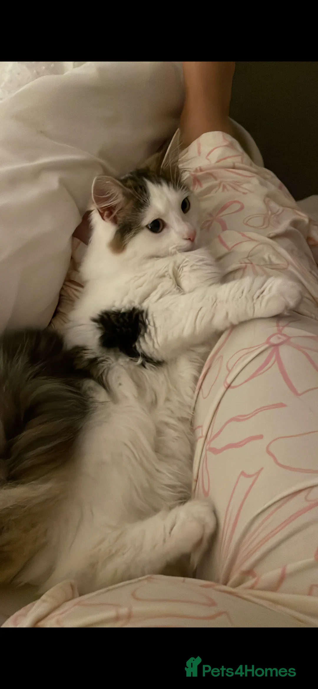 Norwegian Forest Cat cats for sale: Marley  - Advert 5