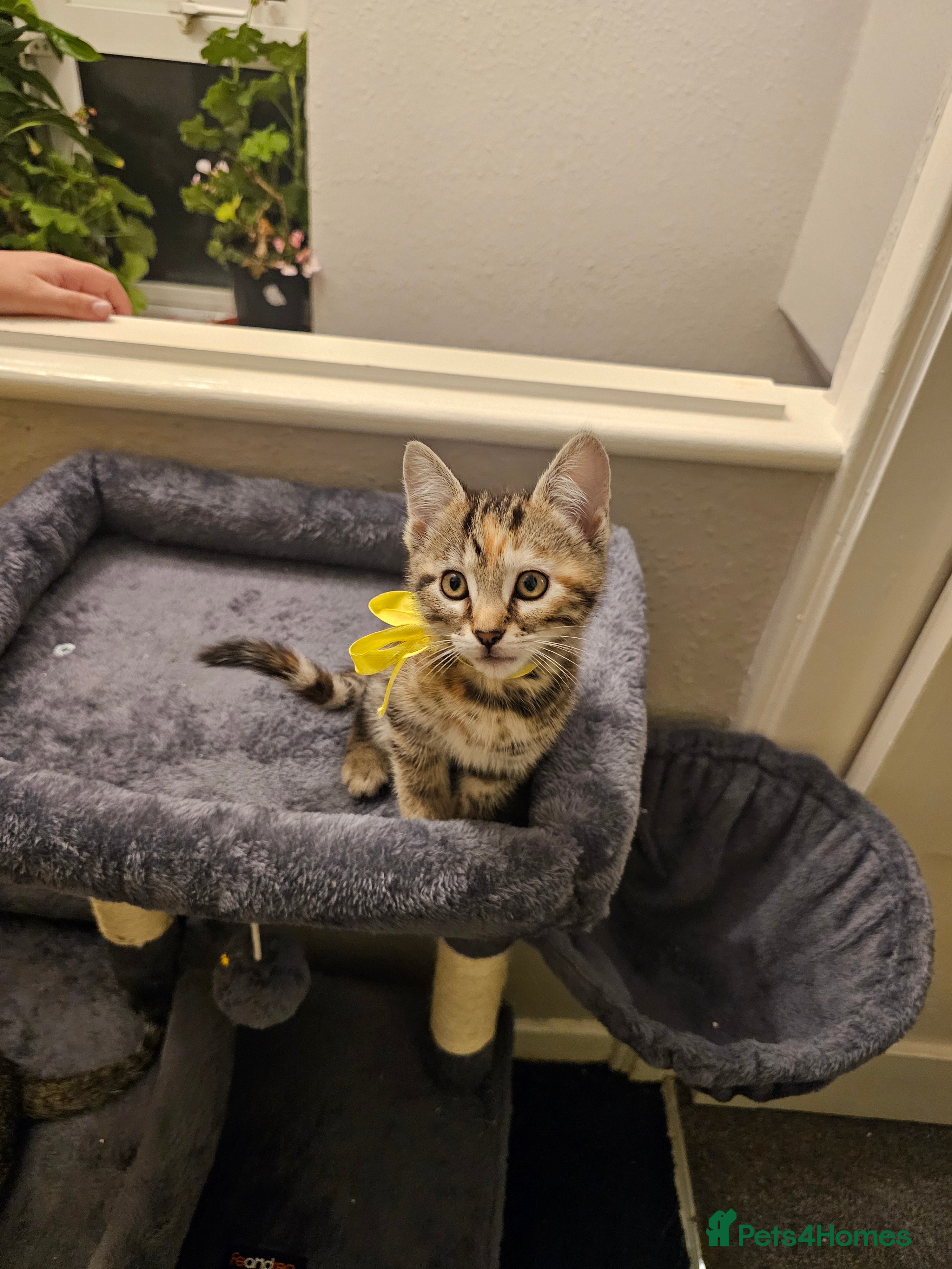 Bengal cats Bengal kittens for sale  - Advert 2