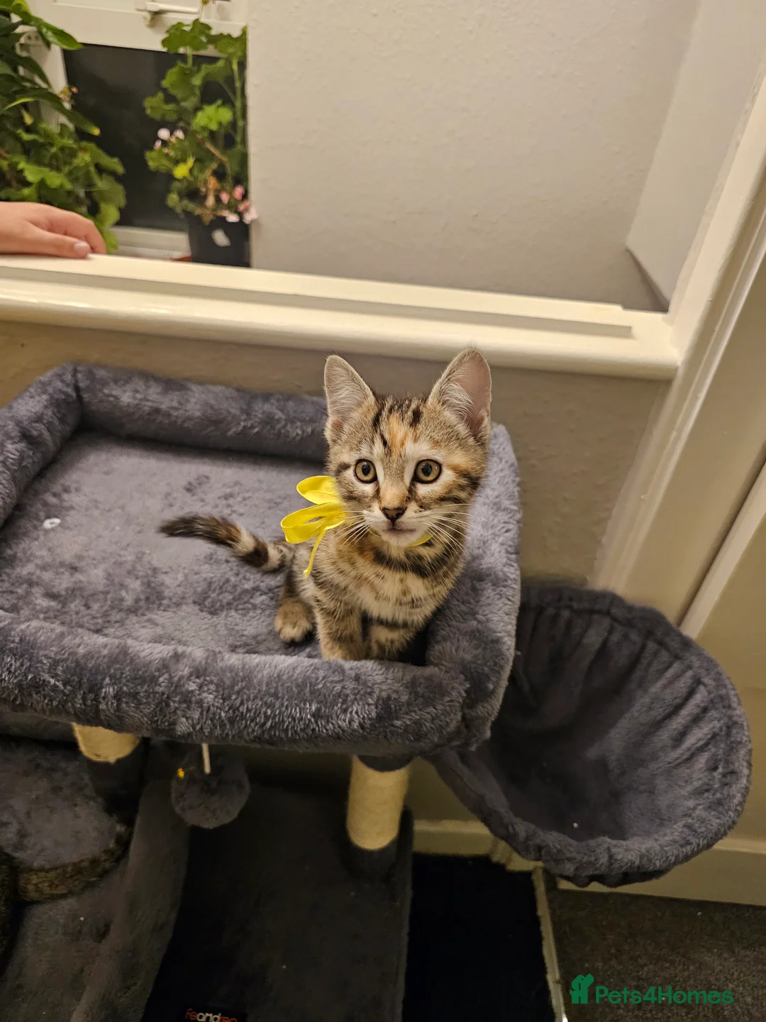 Bengal cats for sale: Bengal kittens for sale  - Advert 2