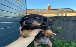 Miniature Dachshund dogs for sale: miniature dachshund pups - Image 4