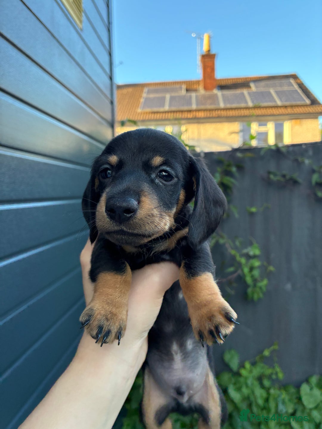 Miniature Dachshund dogs for sale: miniature dachshund pups - Image 4