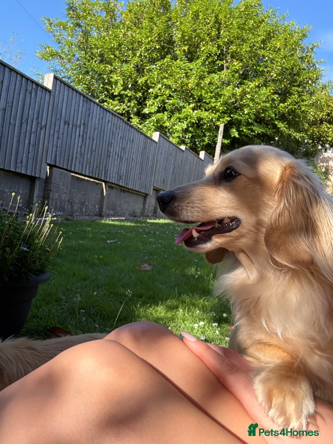Miniature Dachshund dogs for sale: Two adult cream female Miniature Dachshunds  - Advert 6