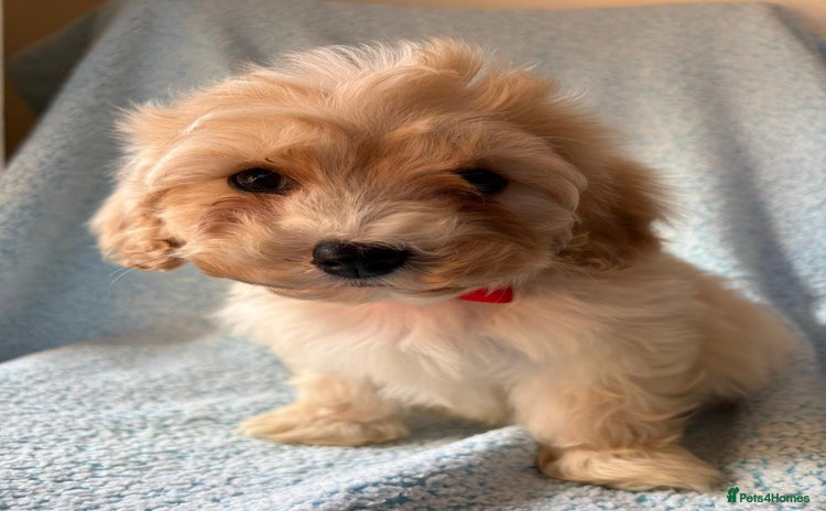 Cavapoo dogs - Advert 13