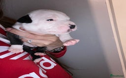 Staffordshire Bull Terrier dogs for sale: Staffordshire bull terrier Puppies  - Image 10