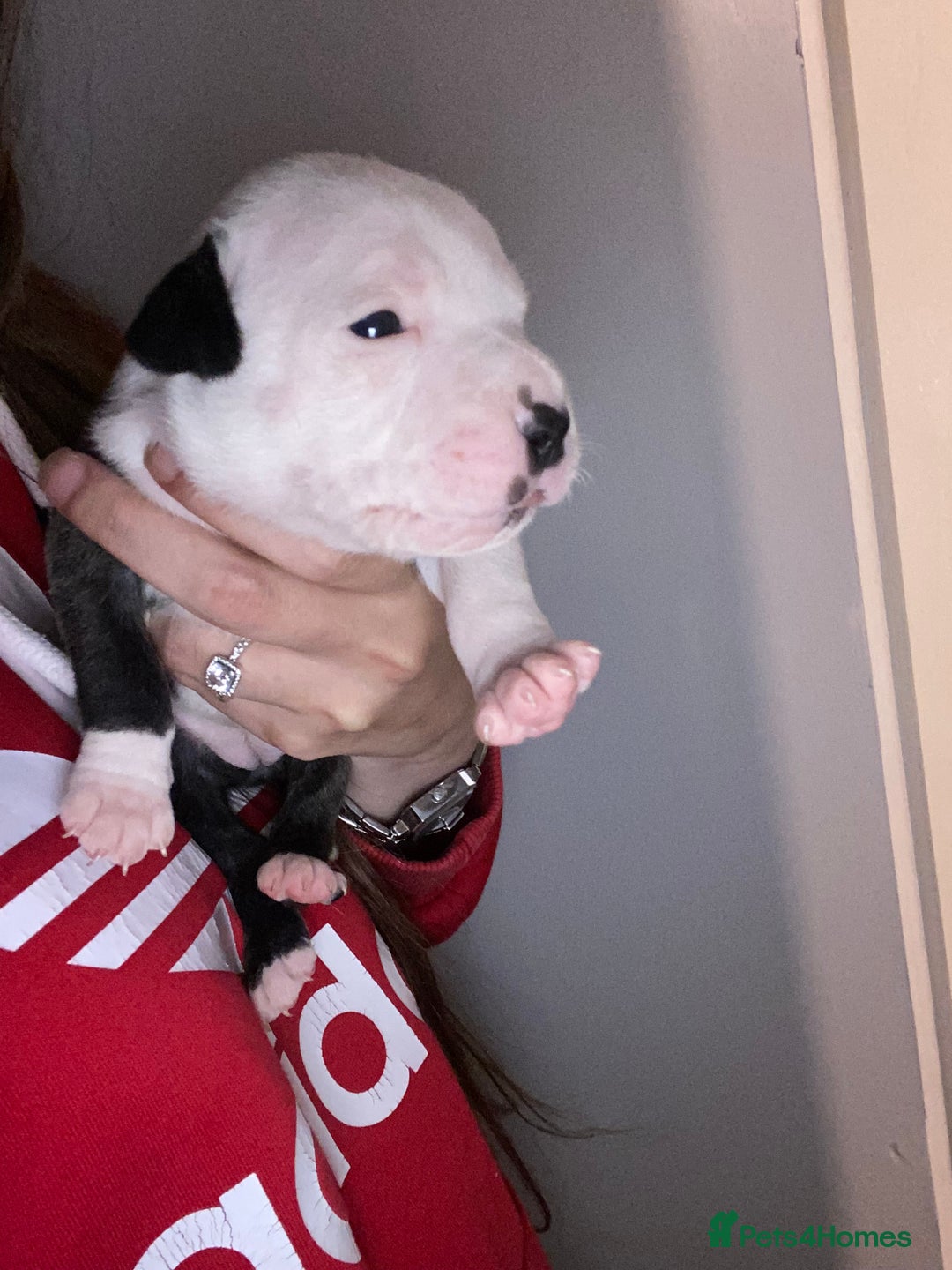 Staffordshire Bull Terrier dogs for sale: Staffordshire bull terrier Puppies  - Image 10