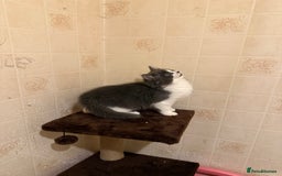 Ragdoll cats for sale: Ragdoll x Kittens - Image 3